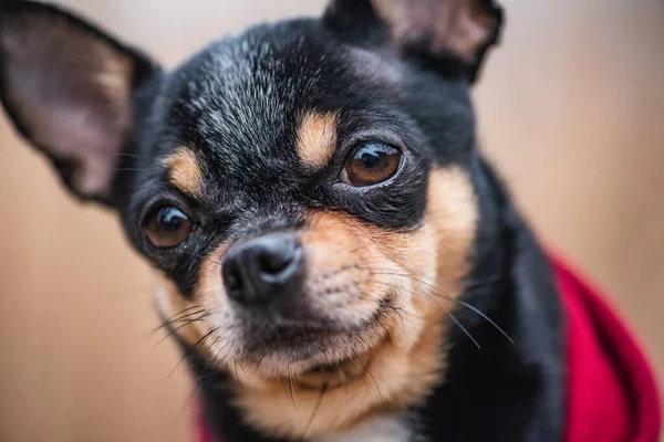 可愛い子犬さん ミニ品種Chihuahua滑らかなショートヘア 可愛いです子犬ポーズ屋外 — ストック写真