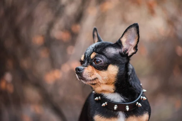 Bel Cagnolino Mini Razza Chihuahua Smooth Shorthair Adorabile Cucciolo Posa — Foto Stock