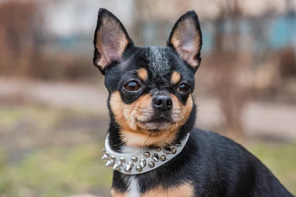 Leuke Puppy Mini Ras Chihuahua Smooth Stenografisch Schattig Puppy Poseren — Stockfoto