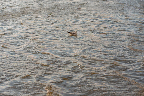 текстура воды с солнечной вспышкой, небольшие волны. вода, озеро, волна, фон. Речная текстура.