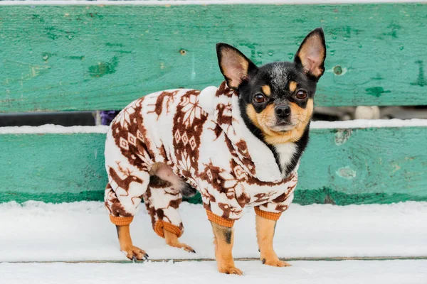 Perro Está Parado Banco Verde Chihuahua Con Ropa Abrigo Chihuahua — Foto de Stock