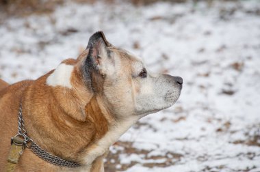 Güzel Amerikan Stadyumu teriyerinin portresi. Köpek kış neşe portresi. Kış karı