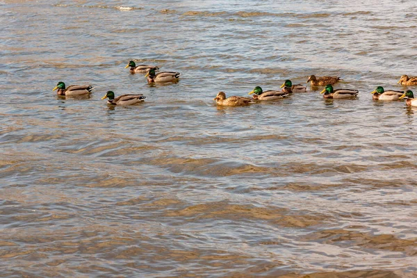 Ducks Swim River Water Texture Sun Flare Small Waves Water — Stock Photo, Image