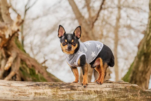 Little chihuahua in the park. Pet in clothes. Chihuahua Dog Black Dog Street. Dog