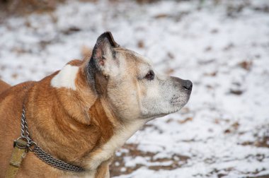 Güzel Amerikan Stadyumu teriyerinin portresi. Köpek kış neşe portresi. Kar. Köpek portresi.