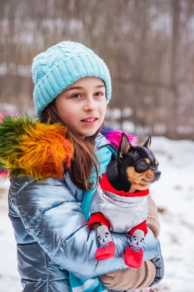 Girl and dog in clothes, winter. Teenager girl in blue jacket, hat and scarf. Girl and chihuahua.