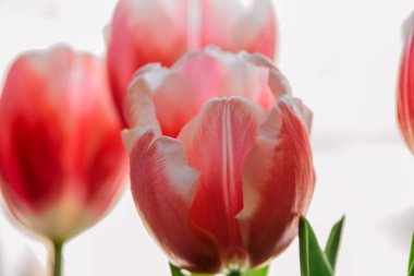 Pencerenin önünde bir buket pembe beyaz lale. Beyaz arka planda bir buket lale..