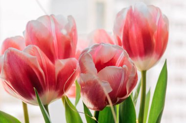 Pembe laleler bir bahar penceresinin önünde. Çiçeklere yakın çekim. yatay resim