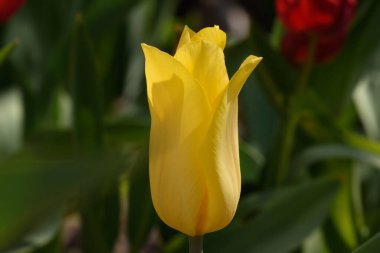 Lale tomurcuğu yakın plan. Sarı lale yakın plan. Sarı Lale Çiçeği. Kırmızı lalelerin Macro 'su çiçek açıyor