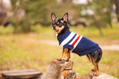 Şirin köpek. Mini cins Chihuahua Pürüzsüz Shorthair. Dışarıda poz veren sevimli köpek yavrusu