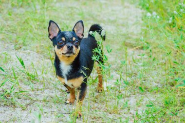 Siyah ve bronz tenli bir Chihuahua köpeği çimlerin üzerinde duruyor ve köpeğin yüzüne bakıyor..