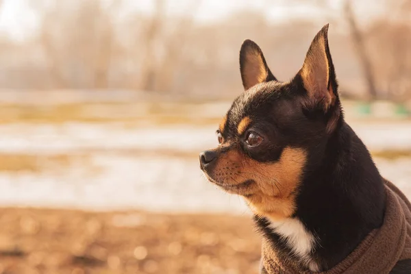 Chihuahua dog on a walk in the park. A small dog. dog. Home pet. Chihuahua in a brown vest