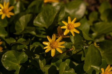 Vahşi çiçek açan botanik sarı doğa çiçeği. Sarı bahar çiçekleri