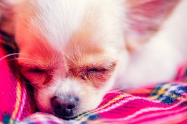 Katlanmış pençeleri olan ve kırmızı bir battaniyenin üzerinde uyuyan küçük beyaz bir chihuahua köpeği. Tatlı rüyalar. Chihuahua.