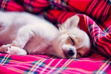 Katlanmış pençeleri olan ve kırmızı bir battaniyenin üzerinde uyuyan küçük beyaz bir chihuahua köpeği. Rüya. Chihuahua.