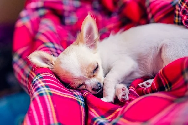Cute Little White Chihuahua Puppy Folded Paws Sleeping Red Blanket — Stock Photo, Image