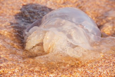 Sıcak bir günde, yaz mevsiminde deniz anası. Kumdaki denizanası. kum, deniz, denizanası,
