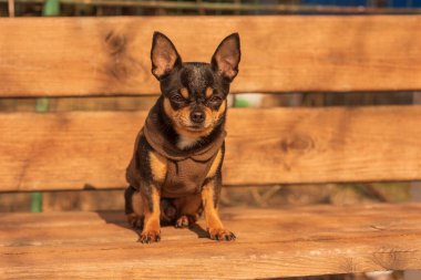Chihuahua bankta oturuyor. Chihuahua 'nın küstah bir görünüşü var. Chihuahua 'nın siyah-kahverengi-beyaz rengi