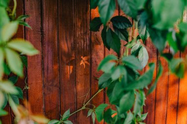 Arka planda yabani üzümler. Tahta bir çitin etrafındaki yaban üzümleri.