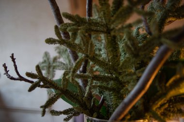 Evdeki çıplak bir noel çam ağacının yakınına. Noel ağacı dekorasyonsuz.