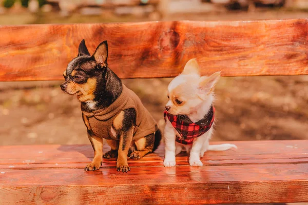 Doi Câini Chihuahua Bancă Animale Domestice Drăguțe Aer Liber Doi — Fotografie, imagine de stoc