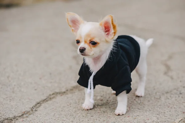 Câine Chihuahua Chihuahua Catelus Pentru Plimbare Câine Purtând Hanorac Negru Imagine de stoc