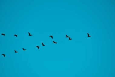 Deniz aşırı kuş. Kuşlar yazın denizin üzerinde uçar. deniz arka planı plajı