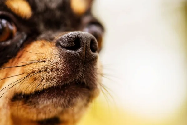Nose of dog, my lovely chihuahua. Chihuahua dog nose. dog, pet