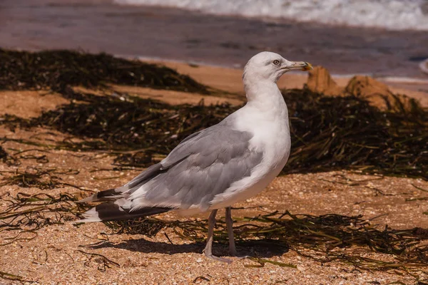 Seagulls Beach Seagull Sand Beach Sand Seagull Animal — Stock Photo, Image