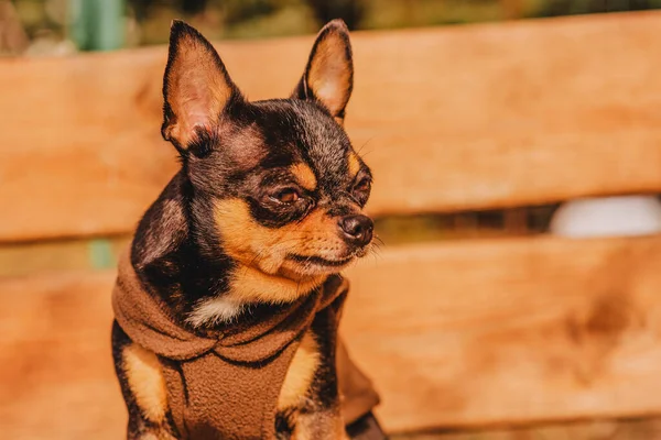 Chihuahua Dog Wooden Brown Bench Brown Clothes Pet Basking Sun — Stock Photo, Image