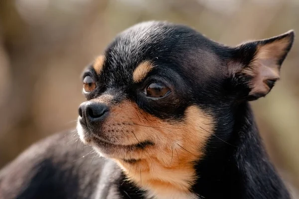 Śmieszne Czarne Chihuahua Czarny Chihuahua Opalenizną Pies Wiosnę Zamazanym Tle — Zdjęcie stockowe