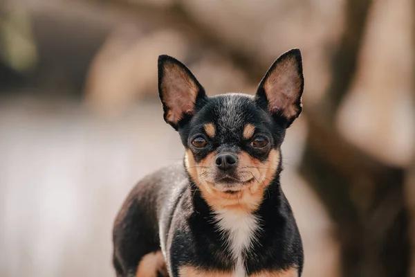 Chihuahua Preto Engraçado Chihuahua Preto Com Bronzeado Cão Primavera Fundo — Fotografia de Stock