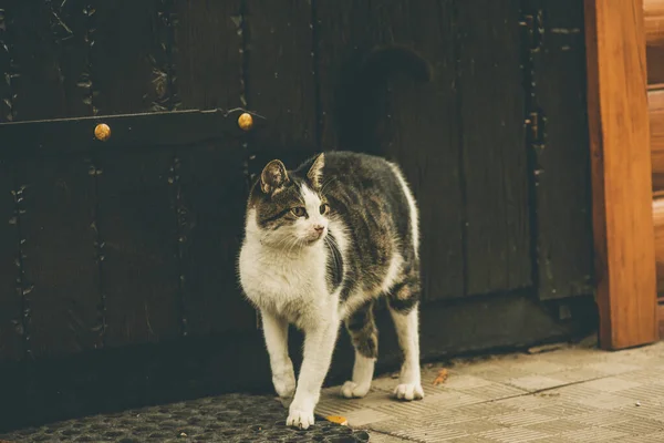 Negro Blanco Gris Casa Gato Jugando Enfriamiento Fuera Gato Cerca — Foto de Stock