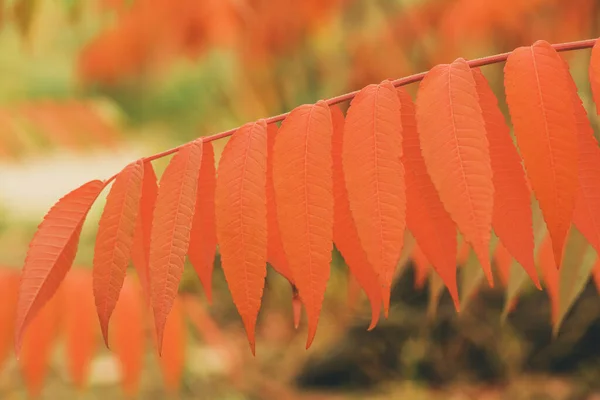 秋叶的背景摘要 有秋天叶子的树枝 秋季背景 — 图库照片
