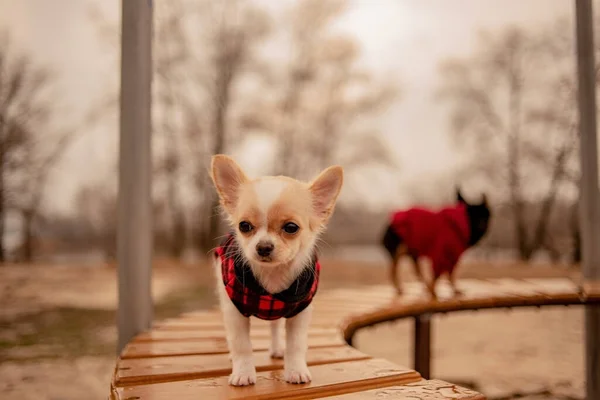 Doi Câini Chihuahua Bancă Animale Domestice Drăguțe Aer Liber Chihuahua — Fotografie, imagine de stoc