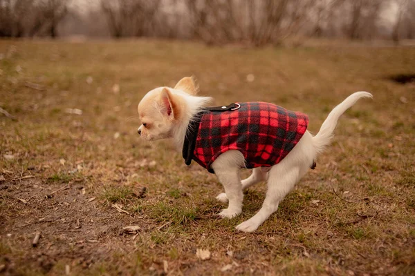 Chihuahua Pooping Grass Field White Chihuahua Dog Poops Chihuahua Toilet — Stock Photo, Image