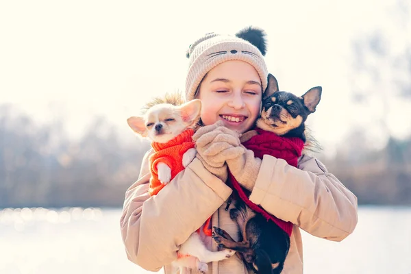 Tonårstjej Kramar Sina Två Valp Chihuahua Hundar Och Vuxen Hund — Stockfoto