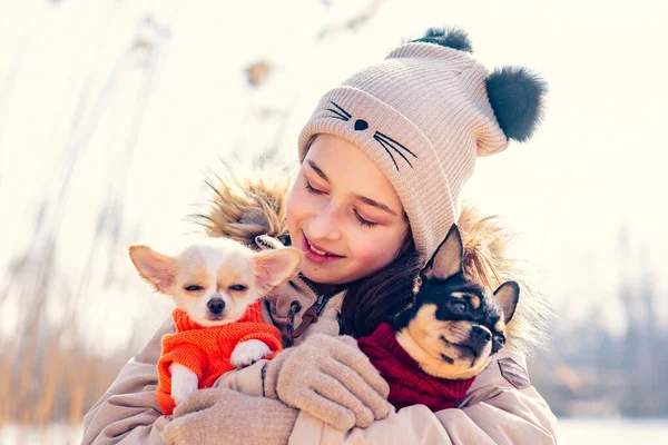 Έφηβος Κορίτσι Αγκαλιάζει Δύο Κουταβάκια Της Chihuahua Σκυλιά Και Ενήλικα — Φωτογραφία Αρχείου