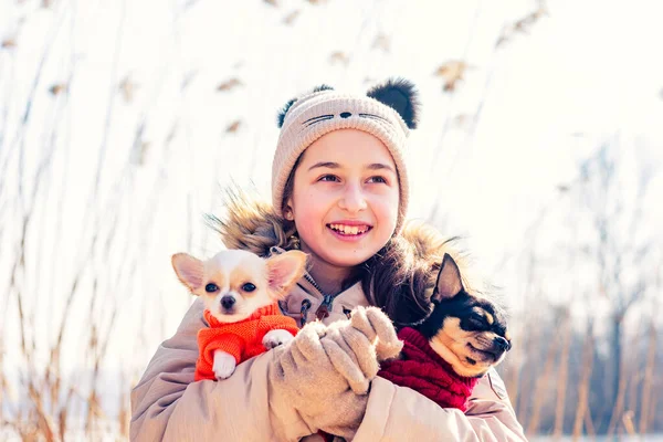 Menina Adolescente Abraça Seus Dois Cachorros Chihuahua Cães Cão Adulto — Fotografia de Stock