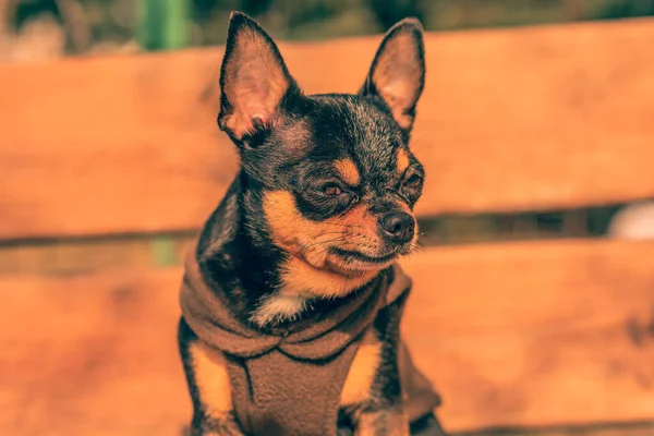 Piccolo Cane Chihuahua Sulla Panchina Carino Animale Domestico All Aperto — Foto Stock