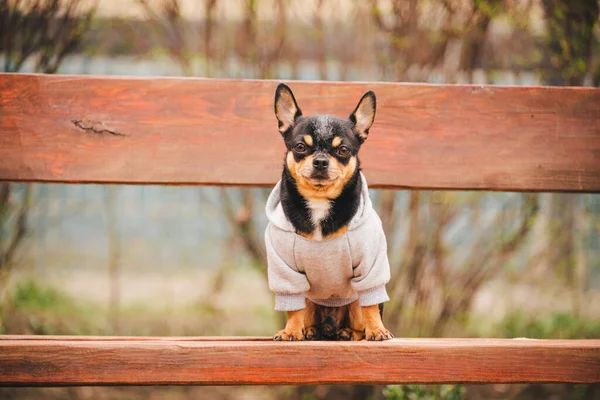 Câine Chihuahua Bancă Drăguţ Animal Companie Aer Liber Chihuahua Parc — Fotografie, imagine de stoc