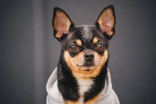 Chihuahua Dog Gray Sweatshirt Black Dog Portrait Close Clothes — Stock Photo, Image