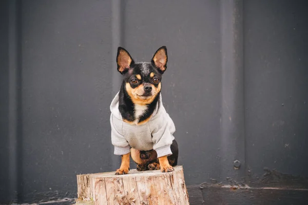 Chihuahua Dog Sits Stump Gray Background Gray Sweatshirt Black Dog — Stock Photo, Image