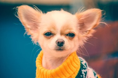 Bankta küçük bir chihuahua köpeği. Açık havada sevimli bir evcil hayvan. Parkta elbiseli bir köpek yavrusu..
