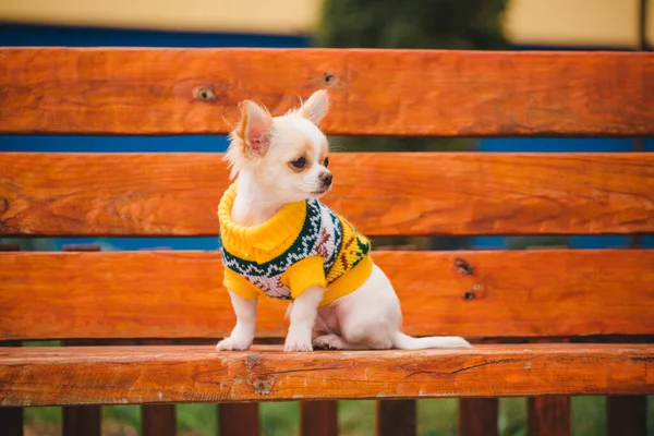 Mały Pies Chihuahua Ławce Słodkie Domowe Zwierzątko Zewnątrz Chihuahua Szczeniak — Zdjęcie stockowe