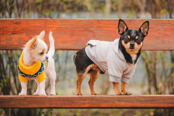 Doi Câini Chihuahua Bancă Animale Domestice Drăguțe Aer Liber Chihuahua — Fotografie, imagine de stoc