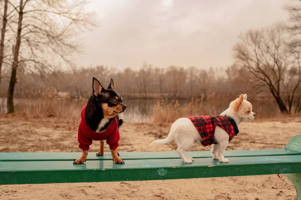 Doi Câini Chihuahua Bancă Animale Domestice Drăguțe Aer Liber Chihuahua — Fotografie, imagine de stoc