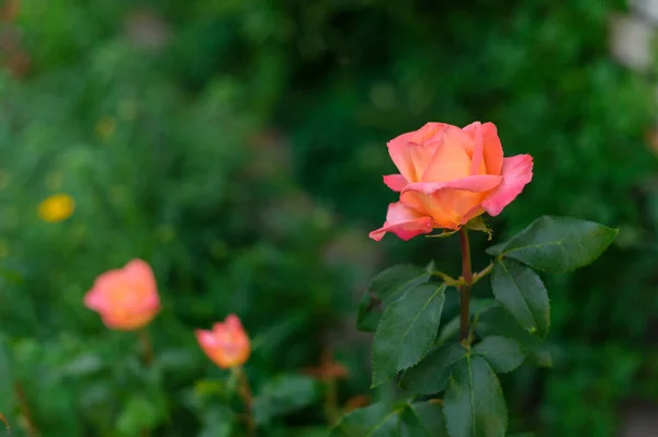 Όμορφο Κοράλλι Αυξήθηκε Στον Κήπο Τριαντάφυλλα Ένα Θάμνο Έναν Κήπο — Φωτογραφία Αρχείου