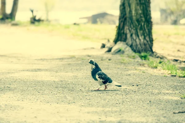 Gray Dove Walk Street Gray Dove Walks Dove Feather Grey — Foto de Stock