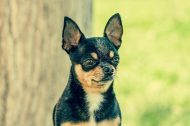 Kara Chihuahua, Yazın güneşli çayırlarda.